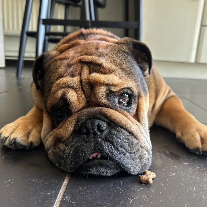 cooper.thebulldog