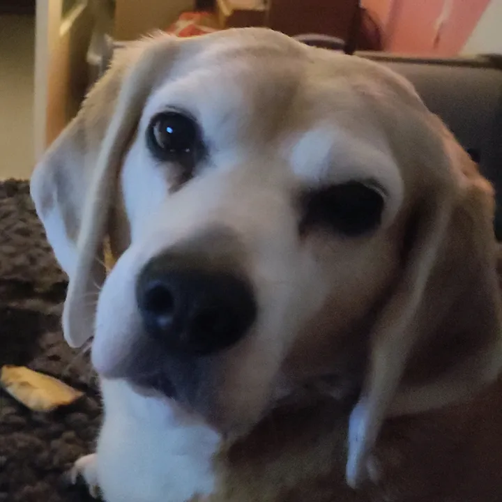 beagledame_emma