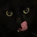 @pikathiccachu