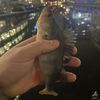 bigfishmofo