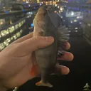 @bigfishmofo