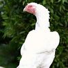 muhammad_jalal_aseelfarm