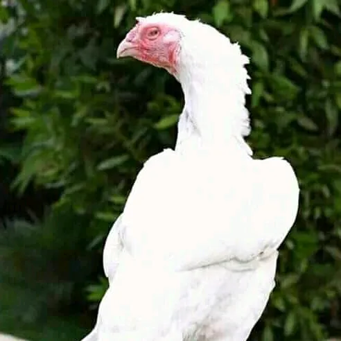 muhammad_jalal_aseelfarm