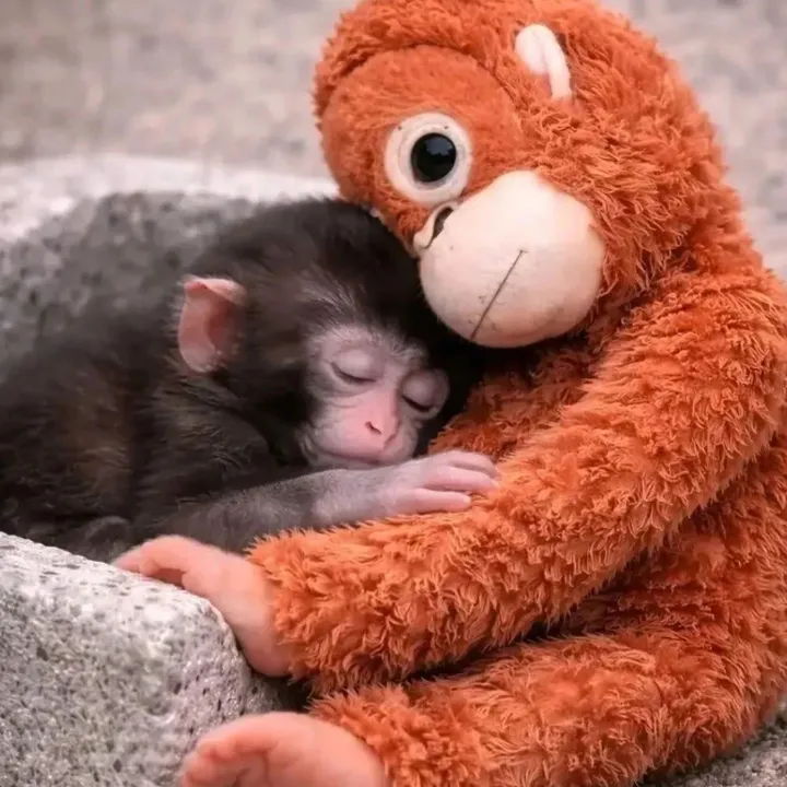 thepunchmonkey.com