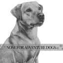 @noseforadventuredogs