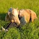 @herzenspferd_westerland