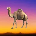 @camelskits_memes