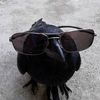 bluemoonraccoon