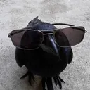 @bluemoonraccoon