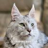 karibry.maine.coons
