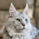 @karibry.maine.coons