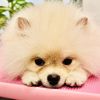 petstylisteti