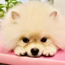 @petstylisteti