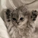 @australialix