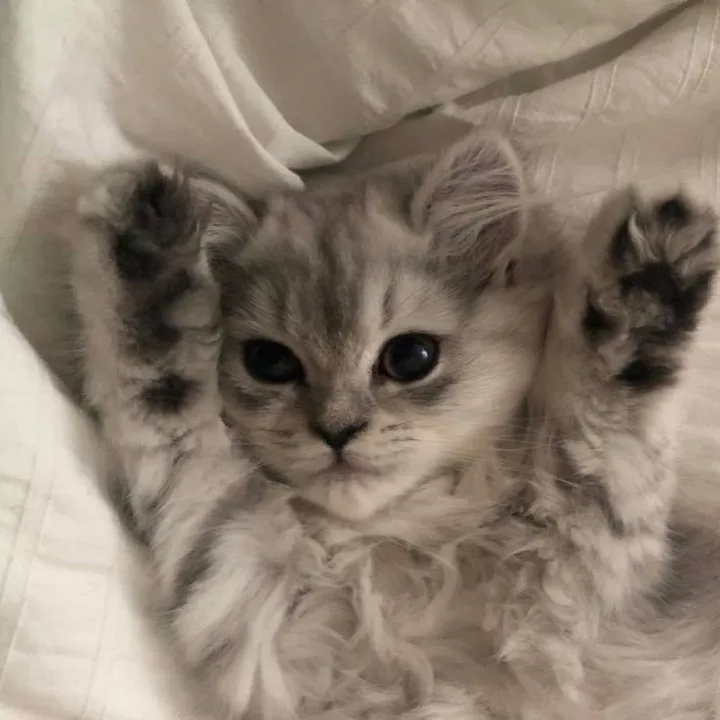 australialix
