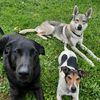 favourite.dogsss