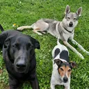 @favourite.dogsss