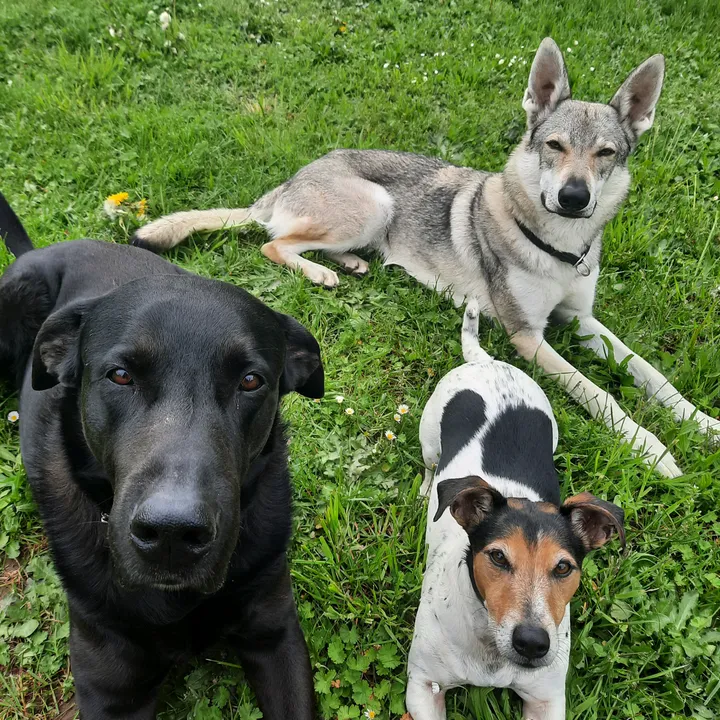 favourite.dogsss
