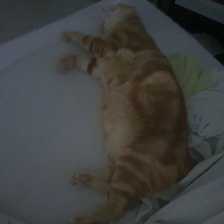 maachou.n