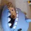 @sharkzslemi