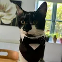 @chibi.the.cat4