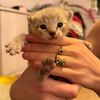 bailey_bengalcat