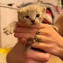 @bailey_bengalcat