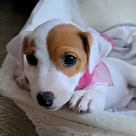 miarussellpuppy