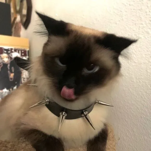 metalowaglowa69