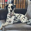 winter.dalmatian