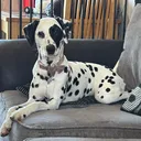@winter.dalmatian