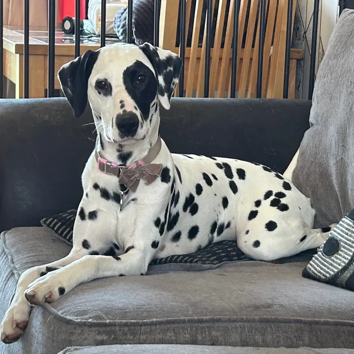 winter.dalmatian
