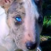 bluemerlebullterriers
