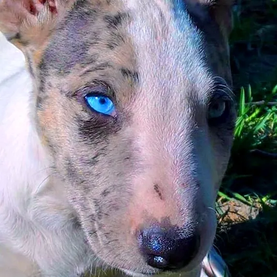 bluemerlebullterriers