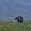 banffnatureandwildlife