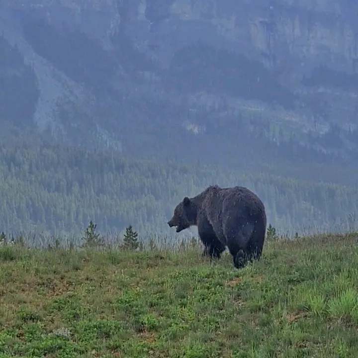banffnatureandwildlife