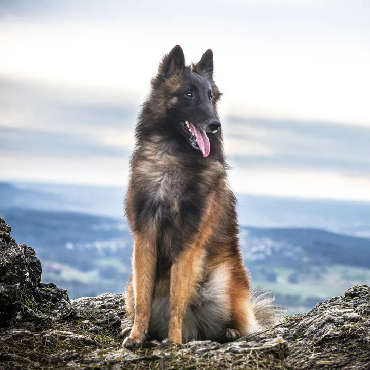 @sly_glueckshund