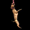 @doti_tora_pitbulls