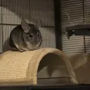 @thechinchillaaccount