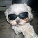 @animalmemester