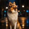 mini.collie_lassie