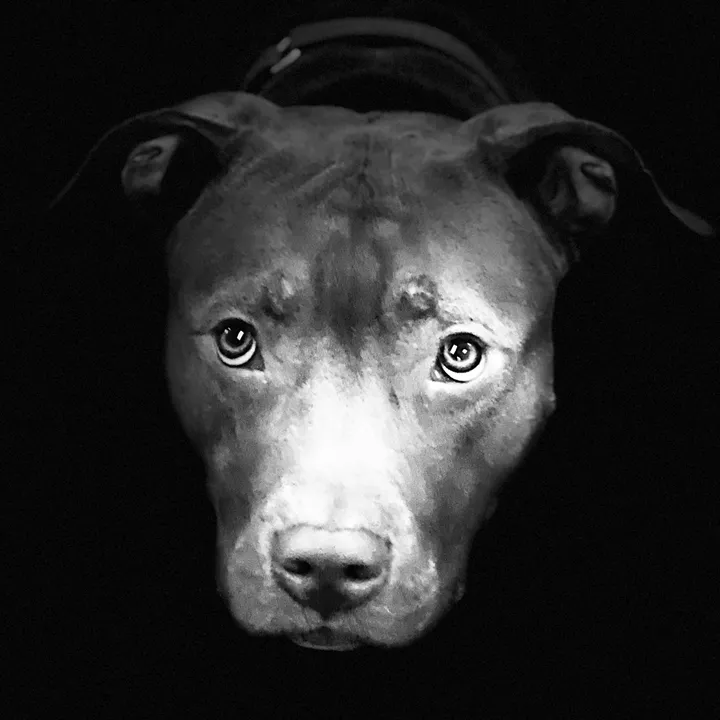 @dontbullymybreed4