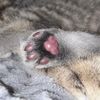 babycatsfamily