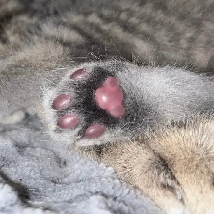 @babycatsfamily