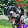 thanos.border.staffy