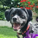 @thanos.border.staffy