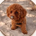 @mickythepoo
