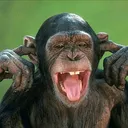 @animals9451