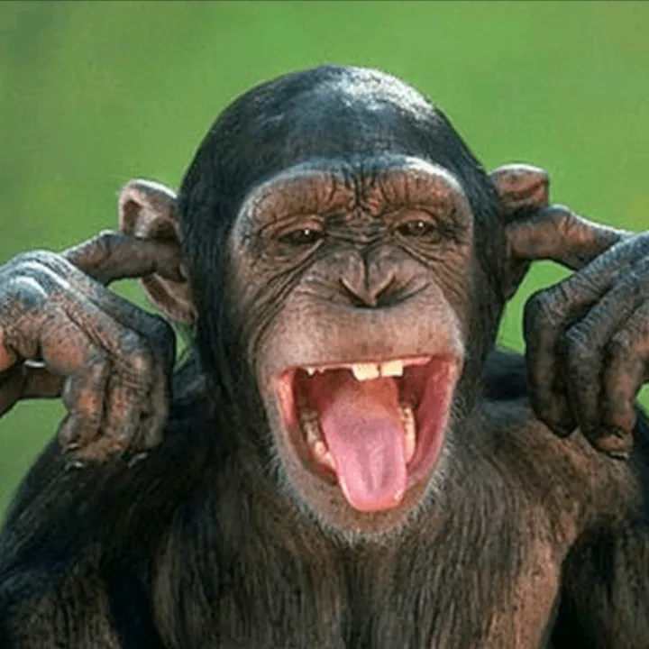 @animals9451