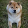 yoshi.doggyhood